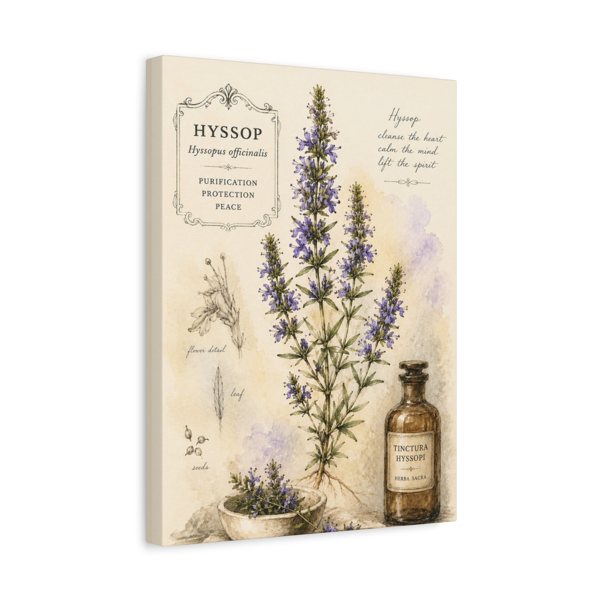 Hyssop Apothecary Botanical Canvas Wall Art