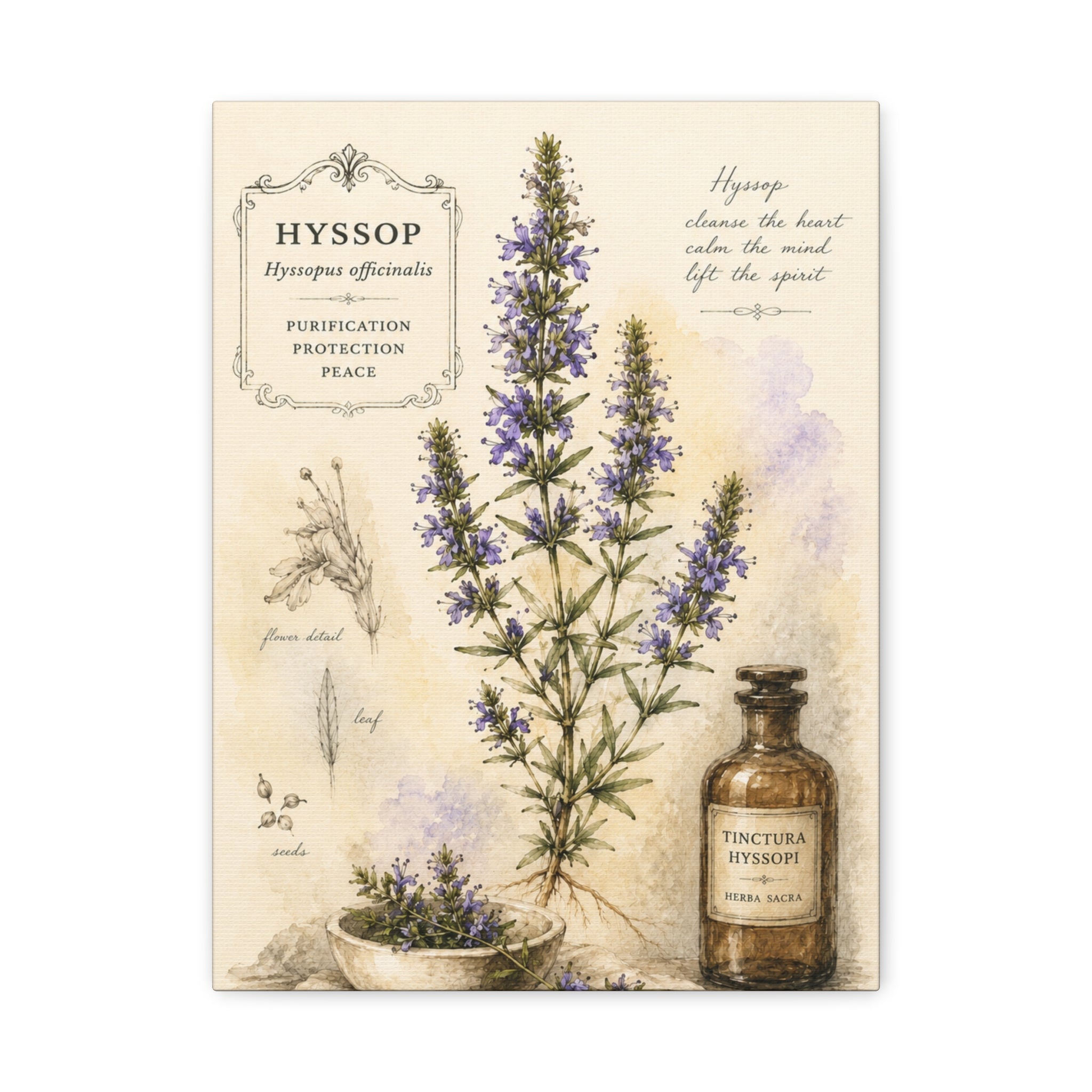 Hyssop Apothecary Botanical Canvas Wall Art