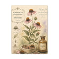 Echinacea Botanical Herbal Wall Art