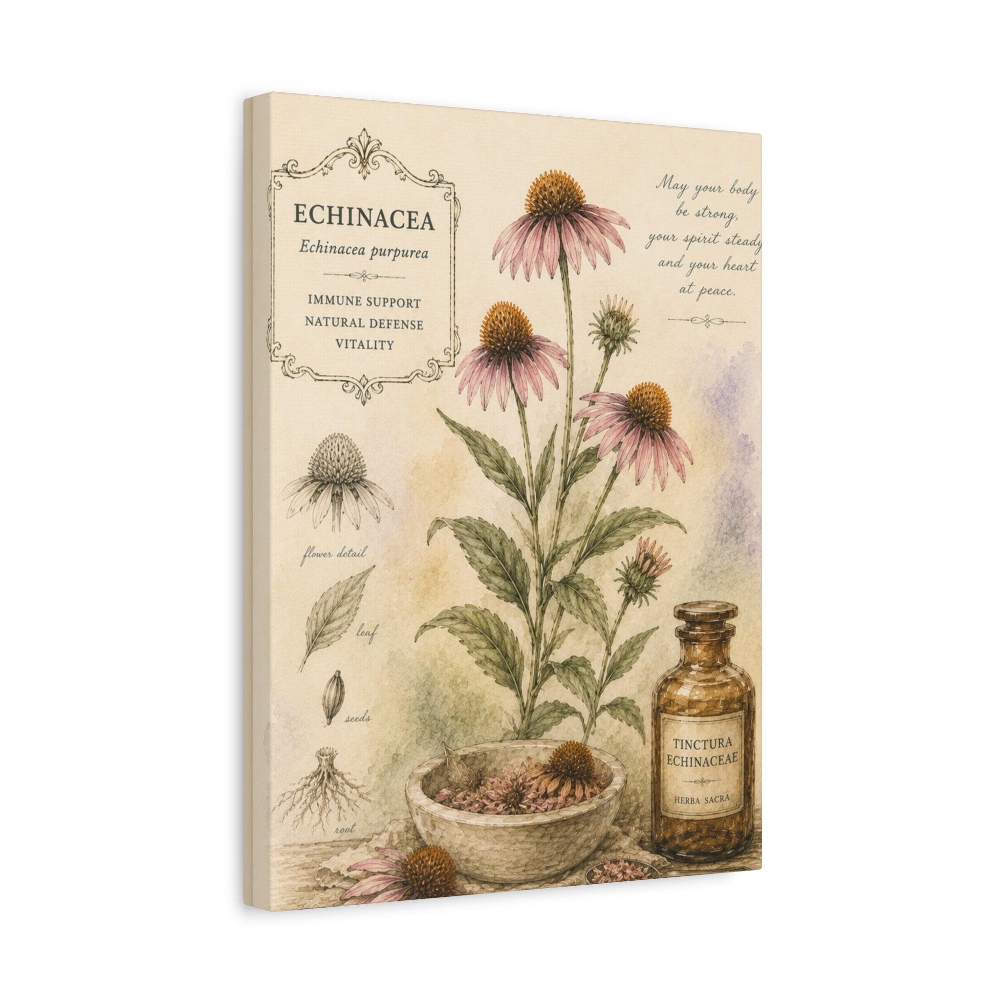 Echinacea Botanical Herbal Wall Art