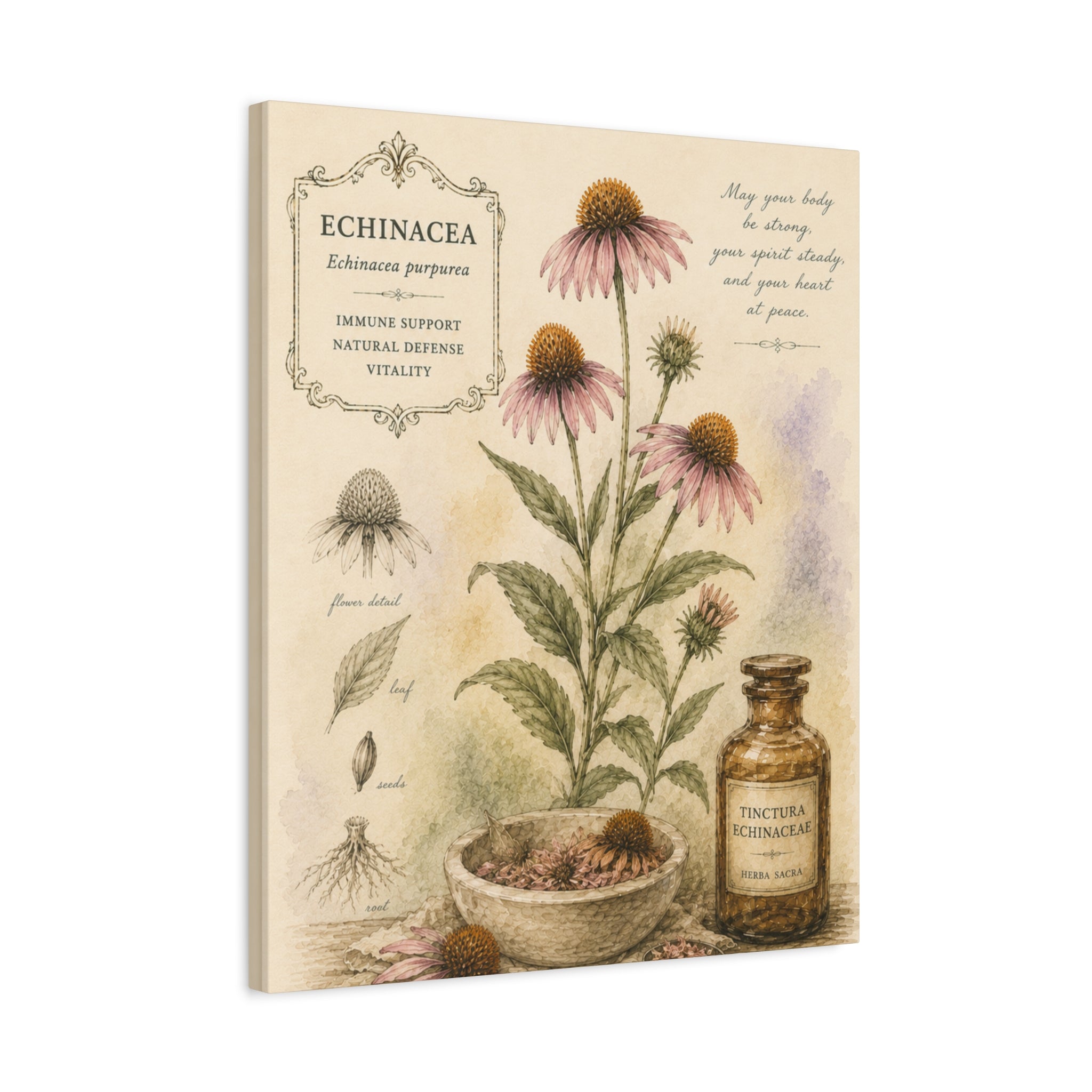 Echinacea Botanical Herbal Wall Art