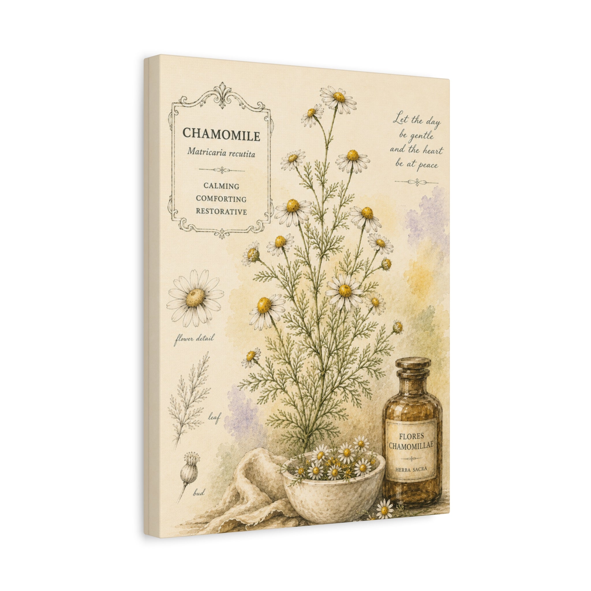 Chamomile Botanical Herbal Wall Art