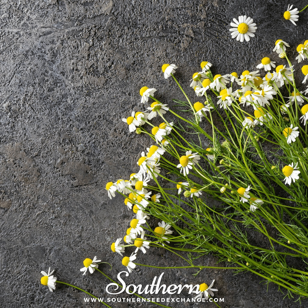 German Chamomile – 200 Seeds